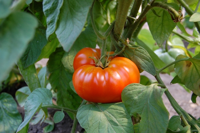 tomato, iowa, 2011